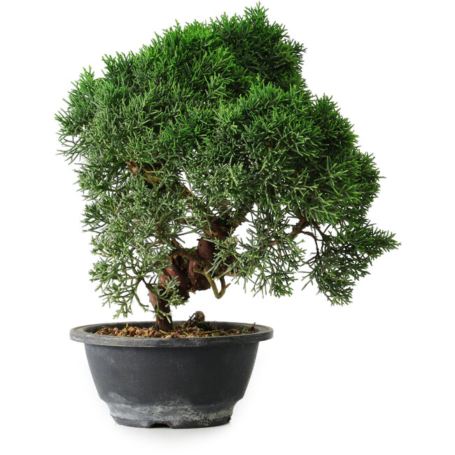 Juniperus chinensis Kishu, 23 cm, ± 12 jaar oud