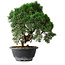 Juniperus chinensis Kishu, 23 cm, ± 12 years old