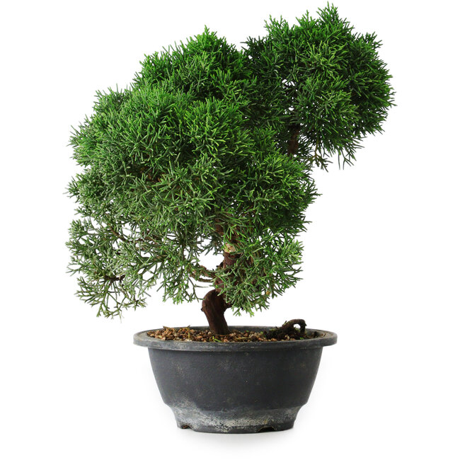 Juniperus chinensis Kishu, 23 cm, ± 12 anni