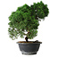 Juniperus chinensis Kishu, 23 cm, ± 12 Jahre alt