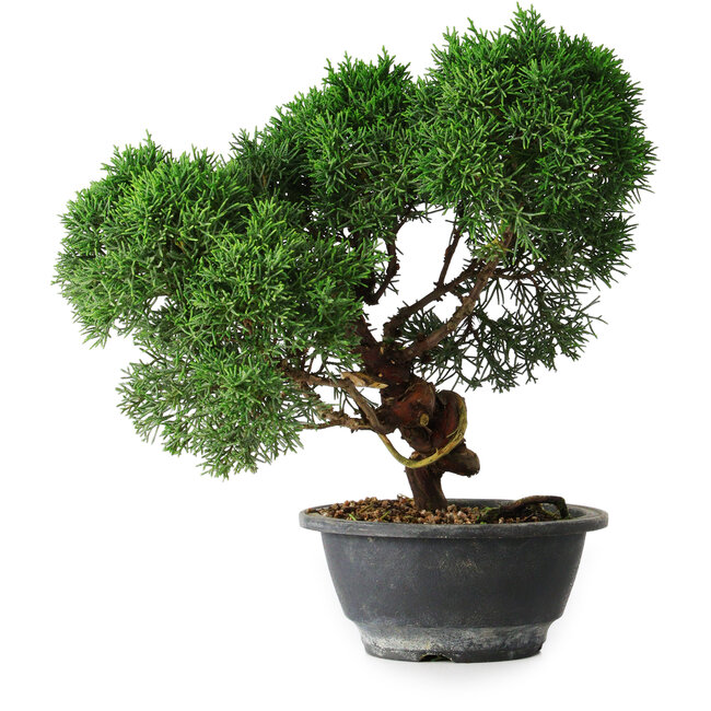 Juniperus chinensis Kishu, 23 cm, ± 12 ans