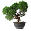 Juniperus chinensis Kishu, 23 cm, ± 12 anni