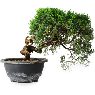 Juniperus chinensis Kishu, 23 cm, ± 12 anni