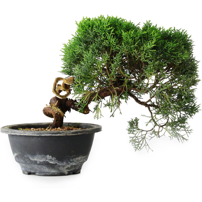 Juniperus chinensis Kishu, 23 cm, ± 12 years old