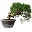 Juniperus chinensis Kishu, 23 cm, ± 12 years old