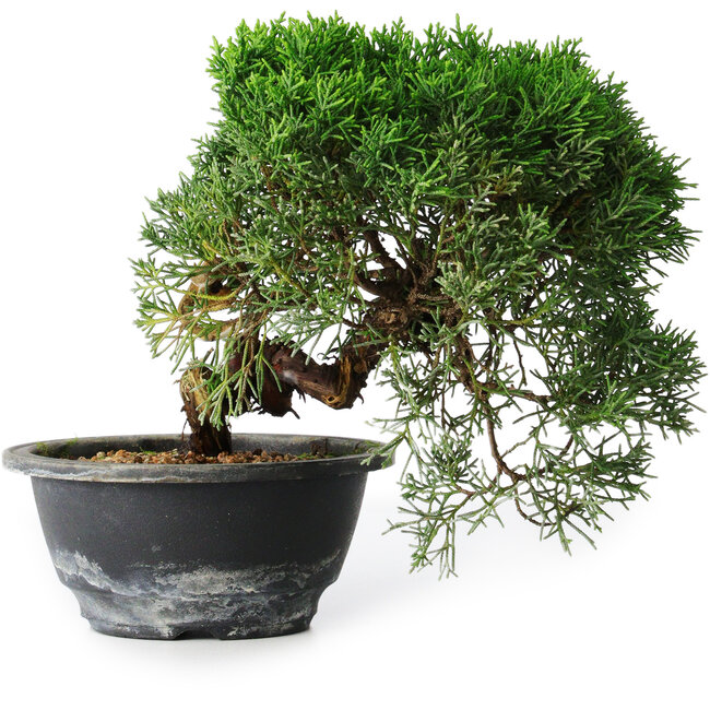 Juniperus chinensis Kishu, 23 cm, ± 12 anni