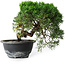 Juniperus chinensis Kishu, 23 cm, ± 12 años