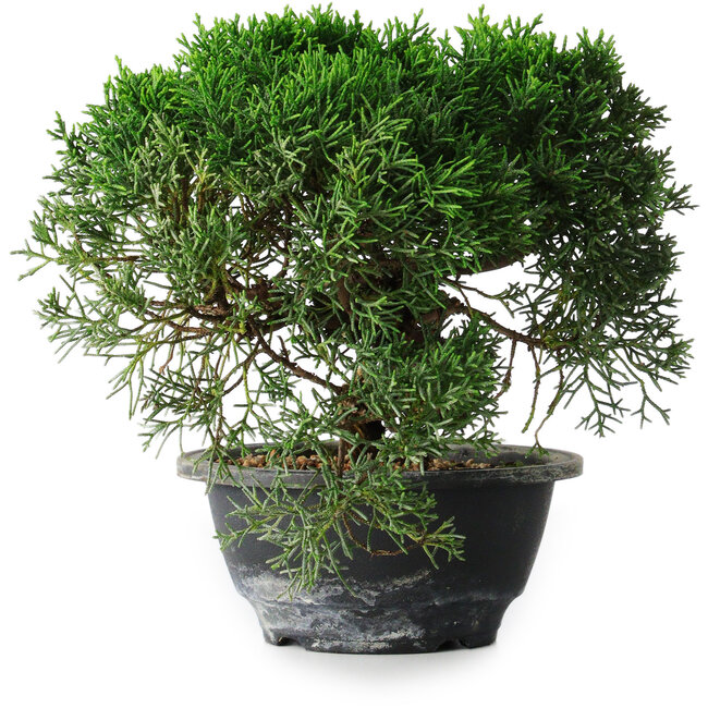 Juniperus chinensis Kishu, 23 cm, ± 12 anni