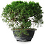 Juniperus chinensis Kishu, 23 cm, ± 12 Jahre alt
