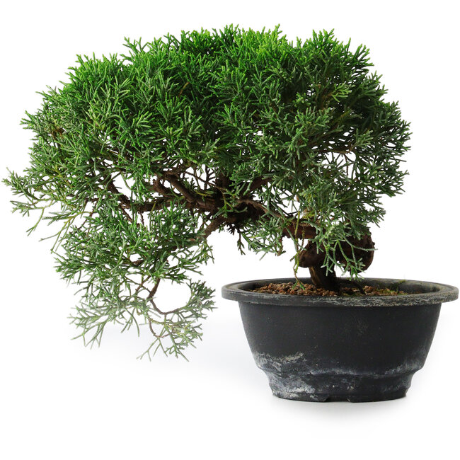 Juniperus chinensis Kishu, 23 cm, ± 12 anni