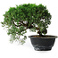 Juniperus chinensis Kishu, 23 cm, ± 12 years old
