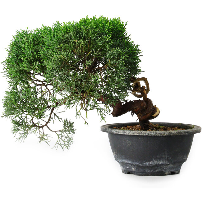 Juniperus chinensis Kishu, 23 cm, ± 12 anni