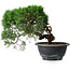 Juniperus chinensis Kishu, 23 cm, ± 12 Jahre alt