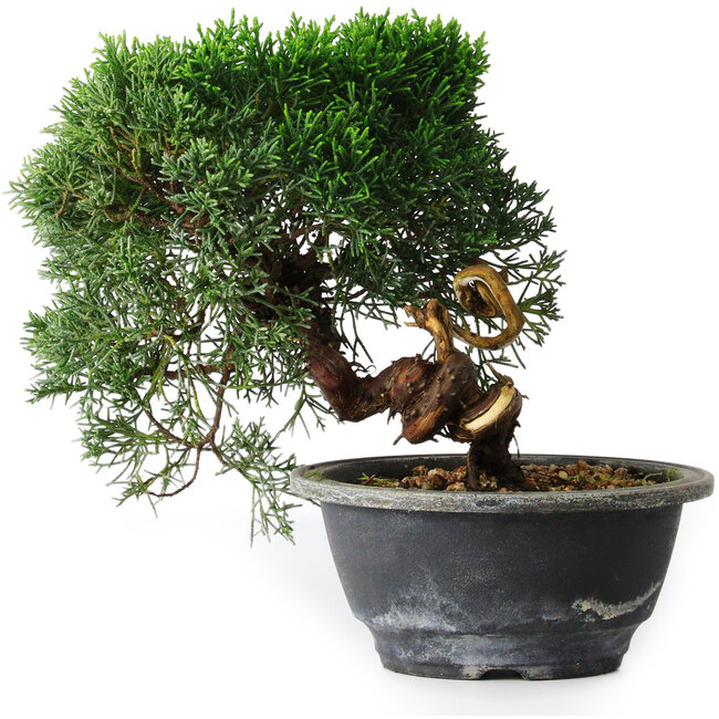 Juniperus chinensis Kishu, 23 cm, ± 12 jaar oud