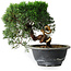 Juniperus chinensis Kishu, 23 cm, ± 12 years old