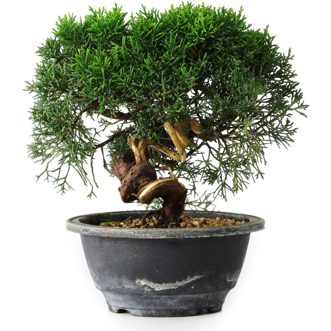Juniperus chinensis Kishu, 23 cm, ± 12 años