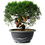 Juniperus chinensis Kishu, 23 cm, ± 12 Jahre alt