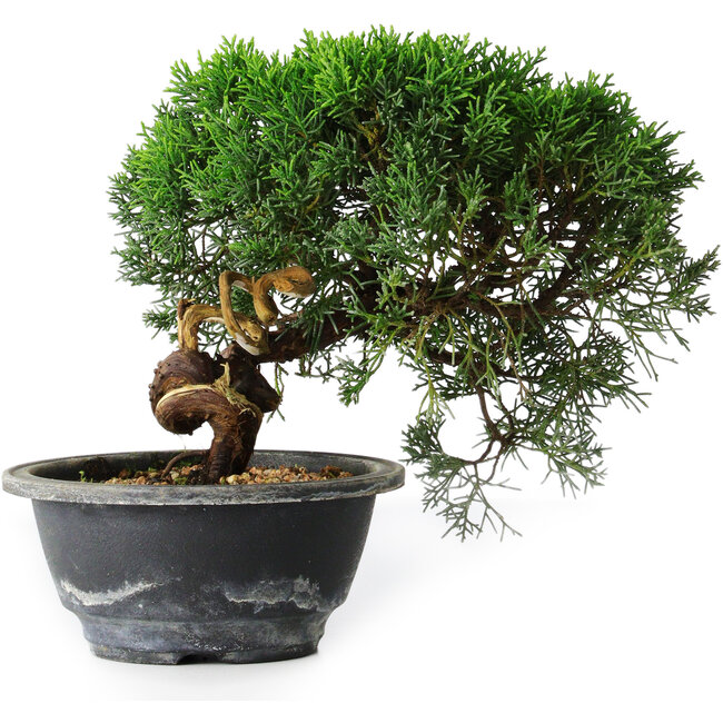 Juniperus chinensis Kishu, 23 cm, ± 12 anni