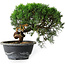 Juniperus chinensis Kishu, 23 cm, ± 12 years old