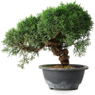 Juniperus chinensis Kishu, 23 cm, ± 12 ans