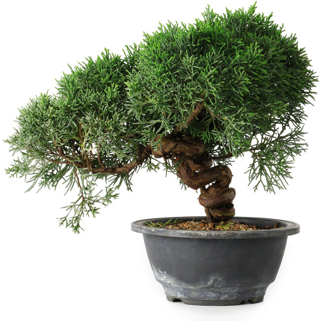 Juniperus chinensis Kishu, 23 cm, ± 12 años