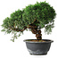 Juniperus chinensis Kishu, 23 cm, ± 12 ans
