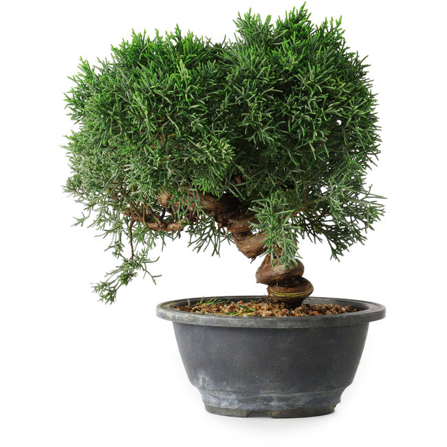 Juniperus chinensis Kishu, 23 cm, ± 12 years old