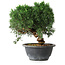 Juniperus chinensis Kishu, 23 cm, ± 12 years old