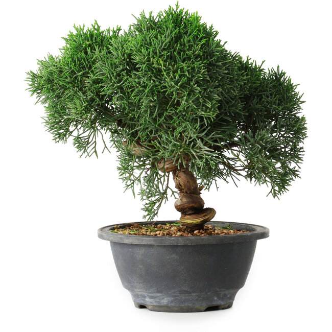 Juniperus chinensis Kishu, 23 cm, ± 12 jaar oud