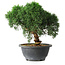 Juniperus chinensis Kishu, 23 cm, ± 12 years old