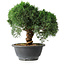 Juniperus chinensis Kishu, 23 cm, ± 12 ans