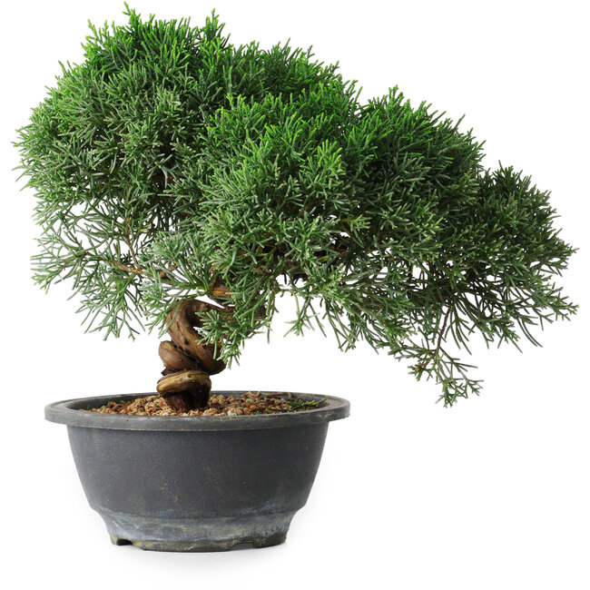 Juniperus chinensis Kishu, 23 cm, ± 12 Jahre alt