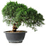 Juniperus chinensis Kishu, 23 cm, ± 12 Jahre alt