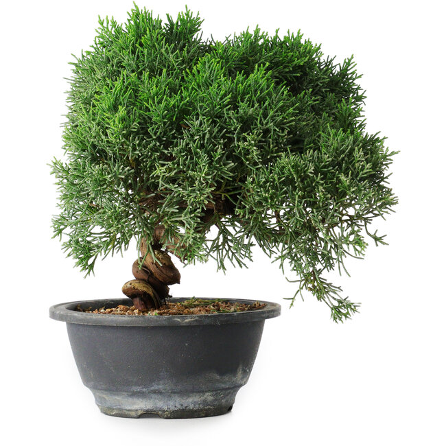 Juniperus chinensis Kishu, 23 cm, ± 12 años