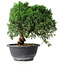 Juniperus chinensis Kishu, 23 cm, ± 12 ans