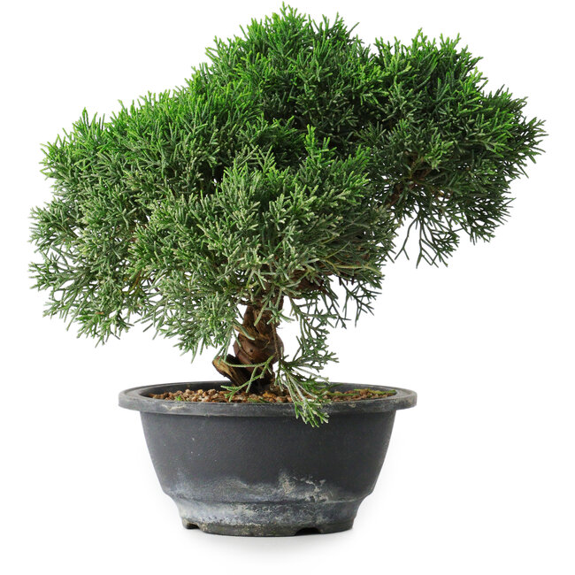 Juniperus chinensis Kishu, 23 cm, ± 12 Jahre alt