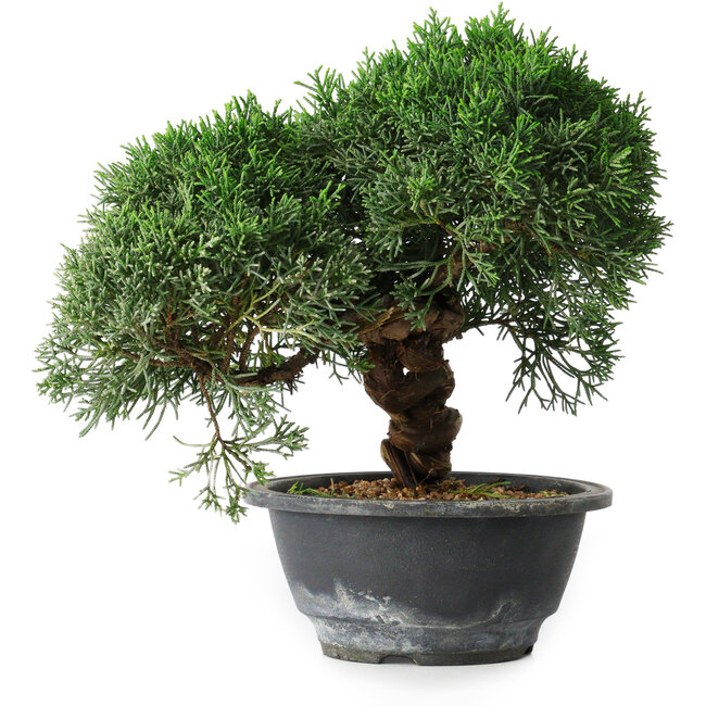 Juniperus chinensis Kishu, 23 cm, ± 12 jaar oud