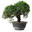 Juniperus chinensis Kishu, 23 cm, ± 12 years old