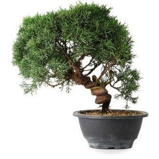Juniperus chinensis Kishu, 23 cm, ± 12 Jahre alt