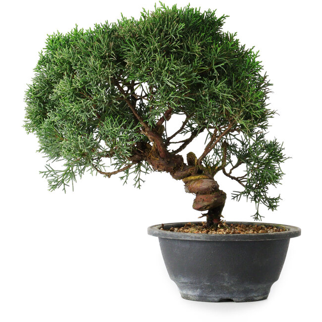 Juniperus chinensis Kishu, 23 cm, ± 12 anni