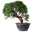 Juniperus chinensis Kishu, 23 cm, ± 12 años
