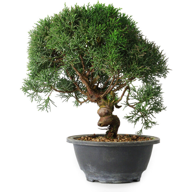 Juniperus chinensis Kishu, 23 cm, ± 12 Jahre alt