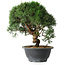 Juniperus chinensis Kishu, 23 cm, ± 12 years old