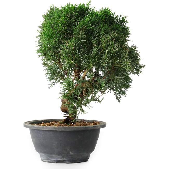 Juniperus chinensis Kishu, 23 cm, ± 12 anni