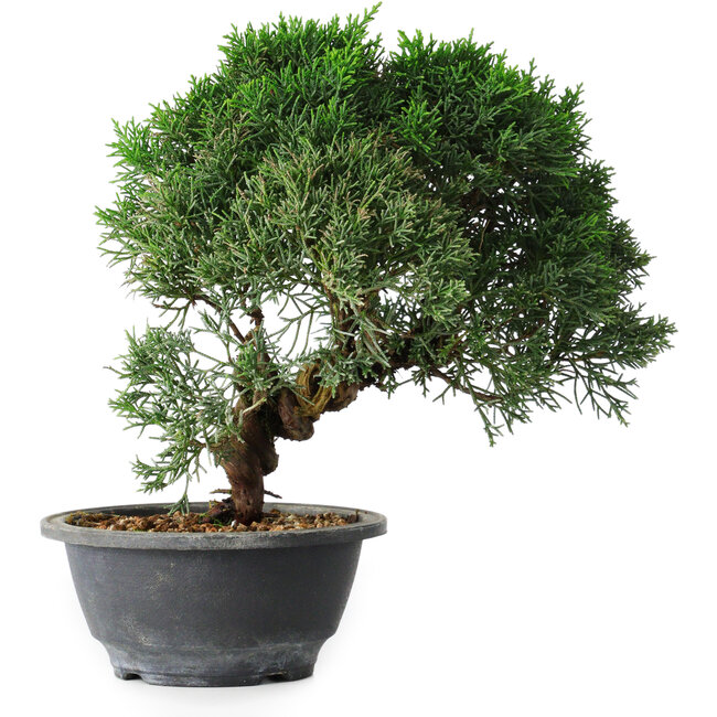 Juniperus chinensis Kishu, 23 cm, ± 12 anni