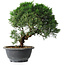 Juniperus chinensis Kishu, 23 cm, ± 12 anni