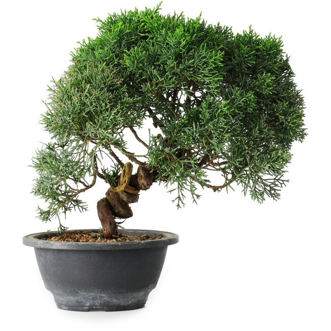 Juniperus chinensis Kishu, 23 cm, ± 12 years old