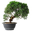 Juniperus chinensis Kishu, 23 cm, ± 12 years old