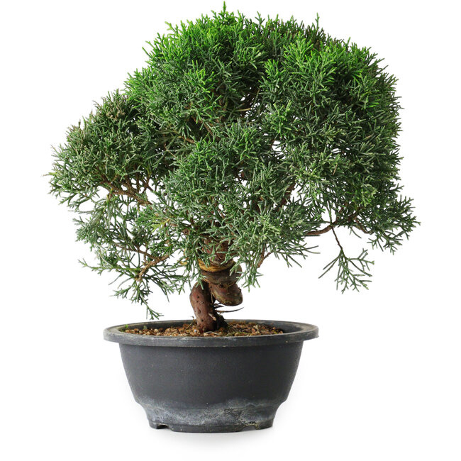 Juniperus chinensis Kishu, 23 cm, ± 12 años