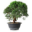 Juniperus chinensis Kishu, 23 cm, ± 12 years old